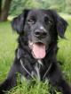 NERINO - Retriever-Setter-Mix - 8 Jahre - Tierhilfe-Franken e. V.