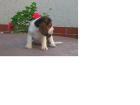 Beagle reinrassige Welpen o. Papiere