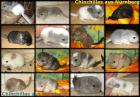 Chinchilla Jungtiere in verschiedenen Farben