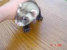 Frettchen Welpe