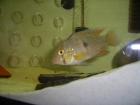 Geophagus Brasiliensis NZ