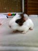 Junge Meerschweinchen abzugeben