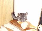 Chinchilla - Böckchen männlich - Standard