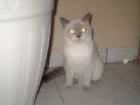 Rassekatzen in Not