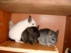 Chinchilla in PLZ 26532 verschiedene Farben
