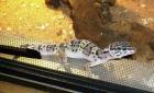 Leopardgeckos Eublepharis macularius aus eigener Zucht abzugeben