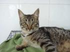 3 Katzenkinder-Tigerkater-Deleste