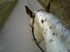 Reitbeteiligung gesucht egal ob stute walach oder hengst