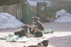 Deutsche Schäferhundewelpen aus Kör-und Leistungszucht