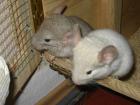 3 Chinchillas in NÜRNBERG. 2 Böckchen 1 Weibchen