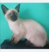 Babys Siam Kitte ab Sofort abholen