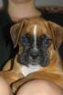 Boxerwelpe