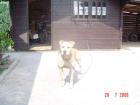 American Stafford Terrier Rüde 3 5 Jahre
