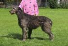 Irish Wolfhoundwelpen VDH
