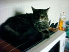 Katze zugelaufen Main Coon oder Norwegische Waldkatze Mix