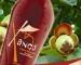 XanGo Kommt