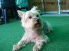 DRINGEND suche neues zu Hause