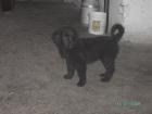 Altd. Hütehund-Golden Retriever Mischlingswelpe