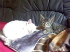 Katzenfamilie abzugeben