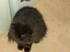 2 reinrassige Perserkater mit rundem Schnäuzchen 3 J. schwarz und creme aus priv