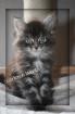 Maine Coon Kitten black smoke sehr typvoll und anhänglich