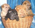 Sharpei Welpen erwartet