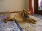 Shar-Pei Mädchen Faltenhund 19 Monate