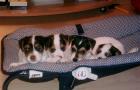 Wir erwarten Ende November 2022 Parson Jack Russel Welpen - Familienzucht