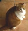 ROT-WEIßER KATER ca. 3 5J. AN GUTE HÄNDE ABZUGEBEN