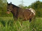 Biete Reitbeteiligung an Appaloosa Raum D dorf Nord