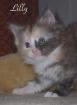 5 typvolle Maine Coon Kitten abzugeben