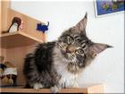 Maine Coon Mädchen Ladylike abzugeben