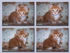 Maine Coon LUX Katerchen abzugeben