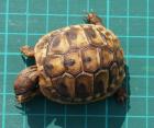 THB Griechische Landschildkröten 2022 2022 abzugeben