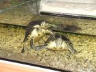 Wasserschildkröten abzugeben