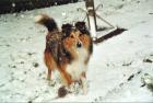 4 süße SHELTIE-WELPEN zu verkaufen