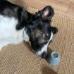Aidan - braucht als Einzelhund eine klare ruhige Erziehung