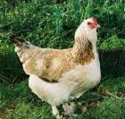 Enten Hühner Gänse auch weitere Geflügel Arten aus naturbrut zu Verkaufen