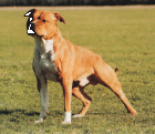 Suche ab Februar März AMSTAFF Welpe Rüde