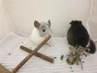 Chinchillajungtiere Angora