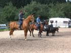 Reiten lernen oder Reitkenntnisse vertiefen