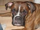 Hübscher Boxer zum Decken bereit