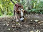 Boxer/Bulldoggen Mischling