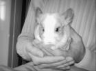 3 Chinchillas abzugeben