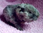 CH-Teddy Sheltie Coronet Texel und Merino Hobbyzucht