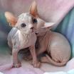 Sphynx haarlose Kätzchen TICA registriert