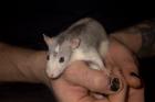 12 junge Husky Ratten handzahm