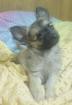 Ich suche preis günstig einen mini chihuahua rüde