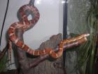 1. 0 Hypo het. Lavender Kornnatter NZ05
