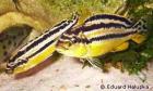SELTEN Malawi Buntbarsch melanochromis auratus